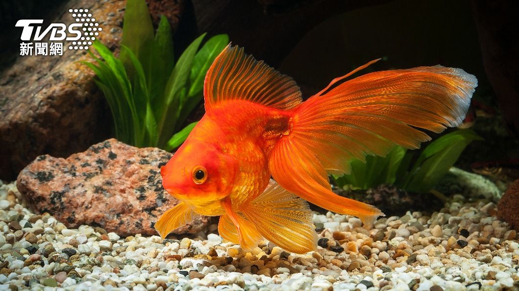 不少人曾將死掉的金魚沖進馬桶。(示意圖/shutterstock達志影像)