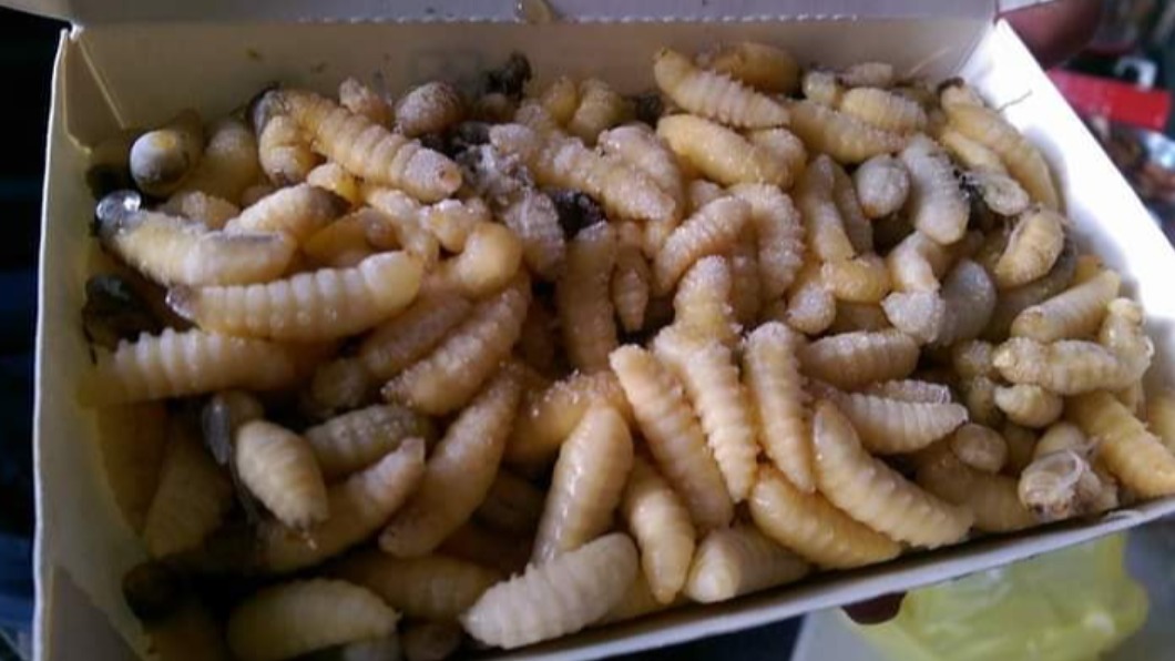 看到都怕!山上驚見超大虎頭蜂窩 做成料理老饕讚爆