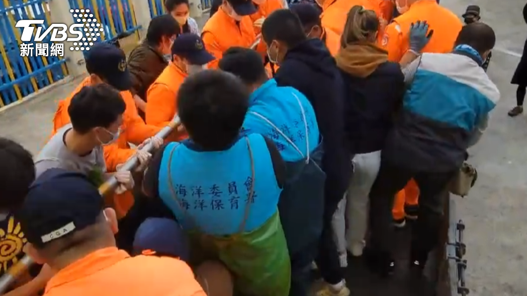 大家合力搬運偽虎鯨。(圖/TVBS)