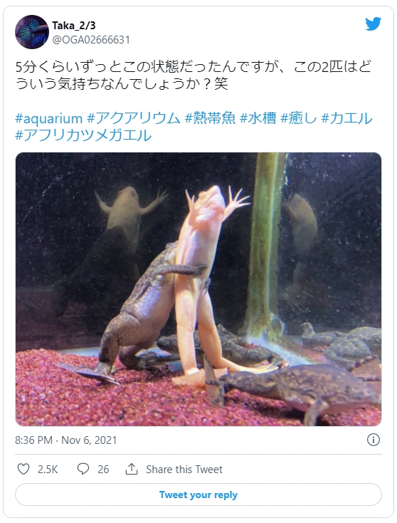 日本網友分享自家青蛙的擁抱照。(圖/翻攝自@OGA02666631推特)