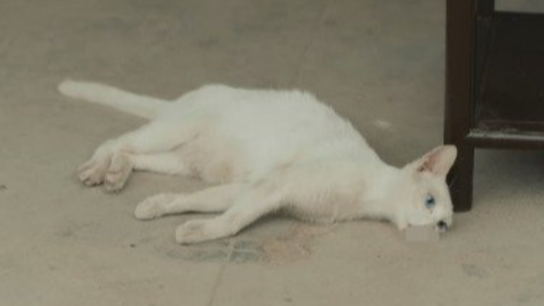 為戲真殺貓?劇組急澄清慘遭打臉 臨演控:貓被注射麻藥