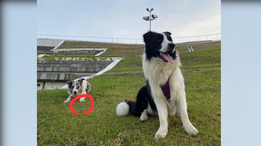 帶毛小孩放風!草地上滿是老鼠藥 衛武營:毒鼠用遭叼出