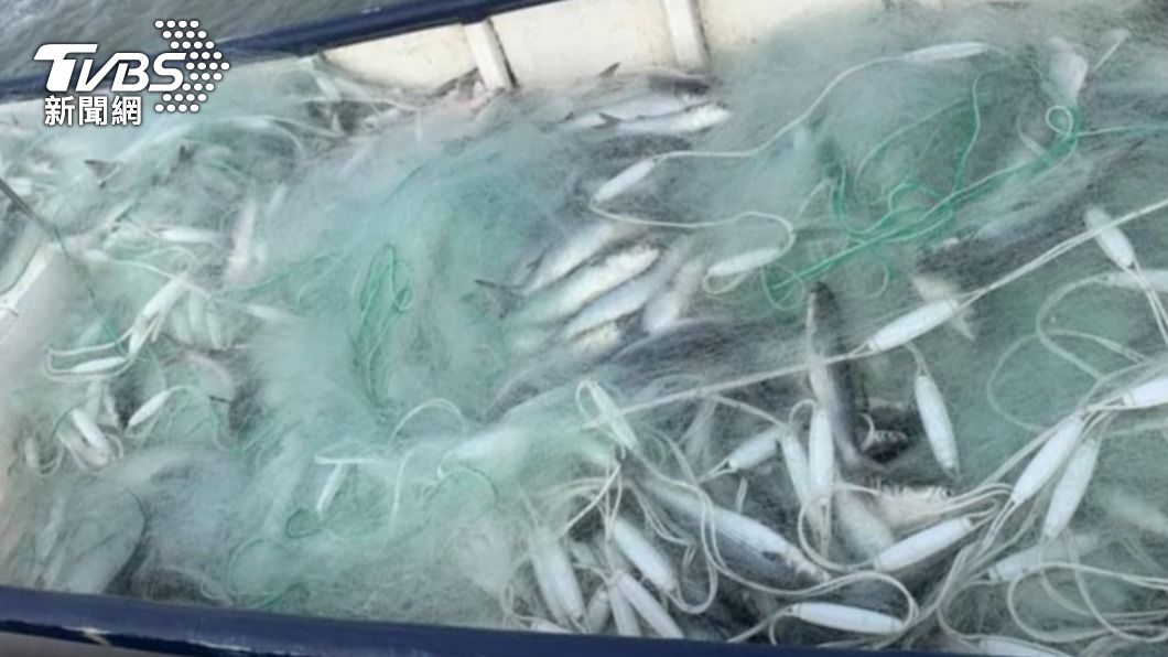 漁民指出，捕魚量都很大，難以區分是否有較特別的魚隻。（圖／當事人授權提供）