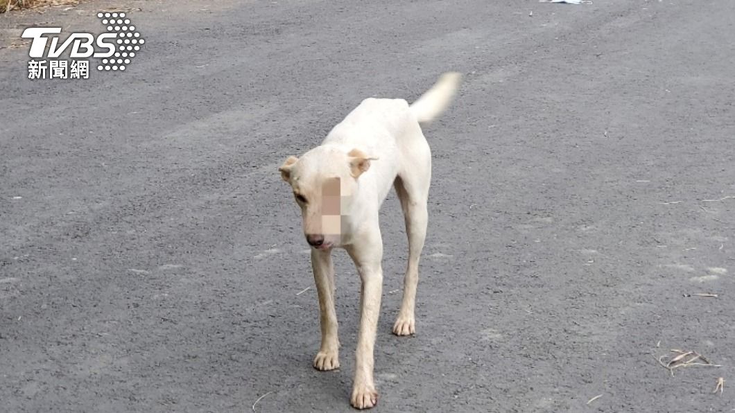 高雄一隻白色流浪犬被以棍棒打傷左眼。（圖／中央社）