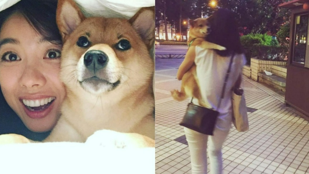 愛犬遭撞「到院前慘死」 林可彤哭喊:誰來還我一隻狗?