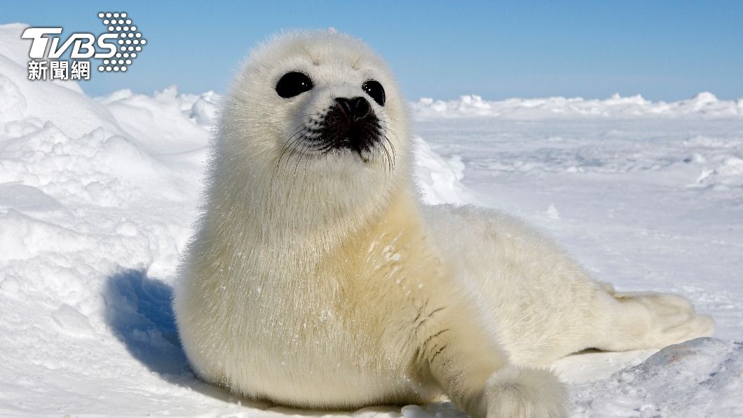 海豹減少北極熊改獵食馴鹿。(示意圖/shutterstock 達志影像)