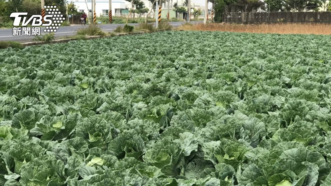農民搶種高麗菜 南市憂年後崩盤籲分批種植