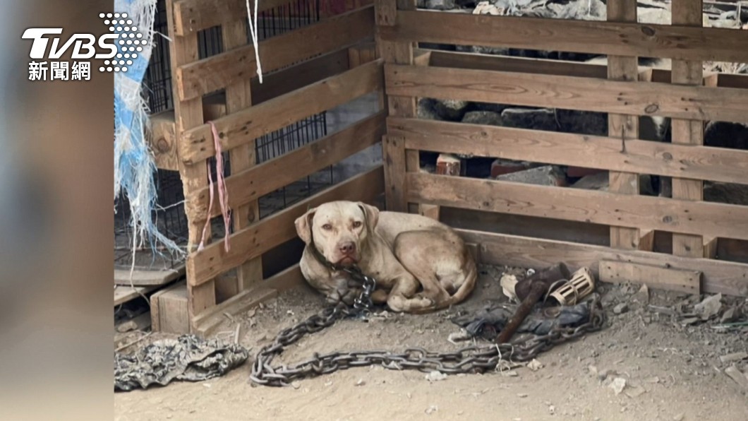 比特犬咬死3歲童!她曝「3動作」超無辜:媽媽才該被抓