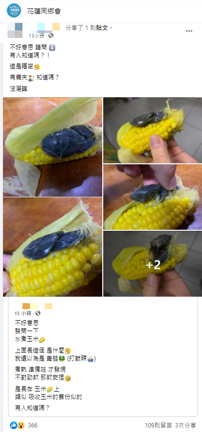 網友驚見玉米長了一團黑色如肉瘤般的東西,上網求解。(圖/翻攝自「花蓮同鄉會」臉書)