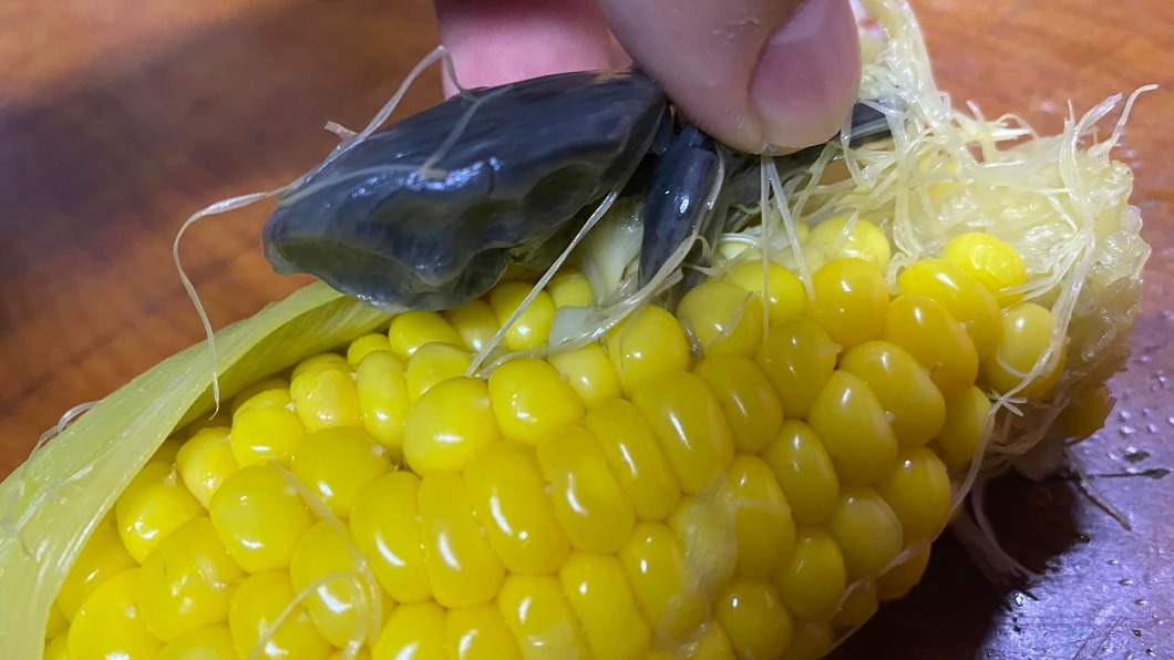 網友驚見玉米長了一團黑色如肉瘤般的東西,上網求解。(圖/翻攝自「花蓮同鄉會」臉書)