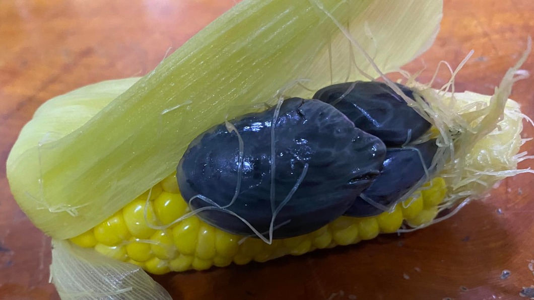 網友驚見玉米長了一團黑色如肉瘤般的東西,上網求解。(圖/翻攝自「花蓮同鄉會」臉書)