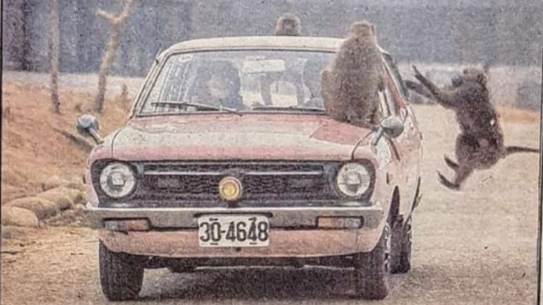 網友懷念過去六福村能開車遊園，近距離接觸野生動物。（圖／翻攝自臉書社團「復刻舊時光」）