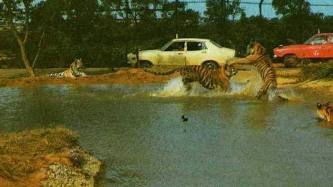 網友懷念過去六福村能開車遊園，近距離接觸野生動物。（圖／翻攝自臉書社團「復刻舊時光」）