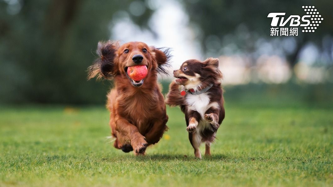 不少飼主會買玩具與寵物一起玩耍。(示意圖/shutterstock達志影像)