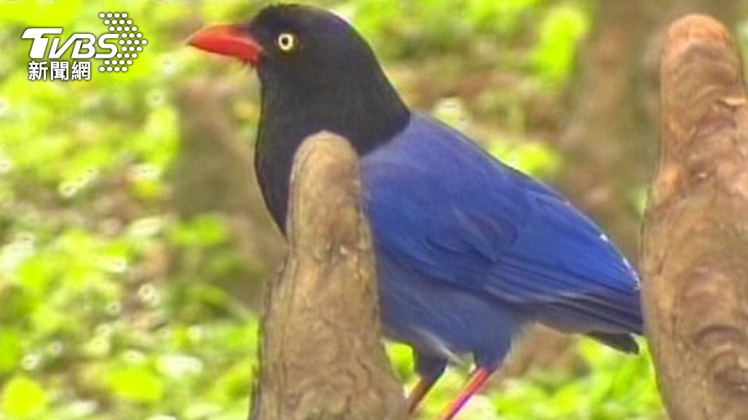 老翁獵捕台灣藍鵲還販售。(圖/TVBS資料畫面)