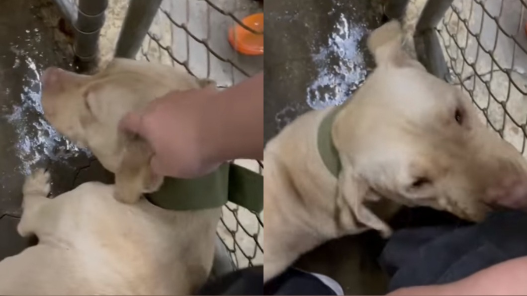 咬死3歲童的比特犬在收容所向志工撒嬌。(圖/翻攝自臉書)