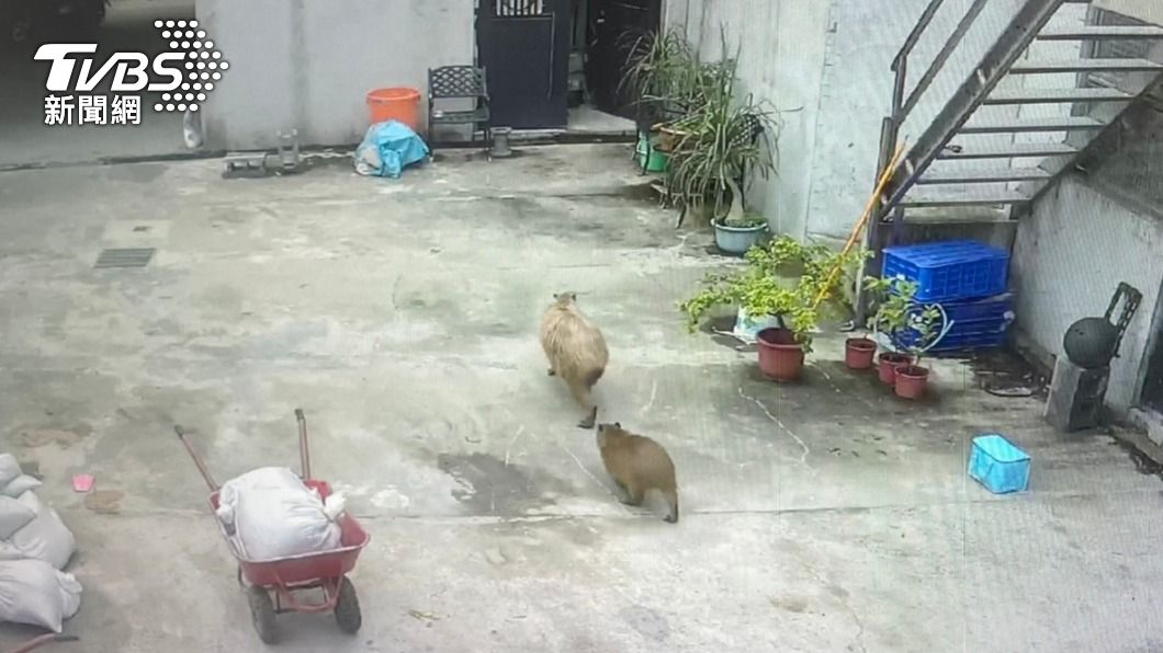 水豚趁門沒關偷偷跑出去。(圖/臺北市立動物園提供)