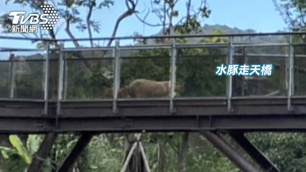 圖/TVBS