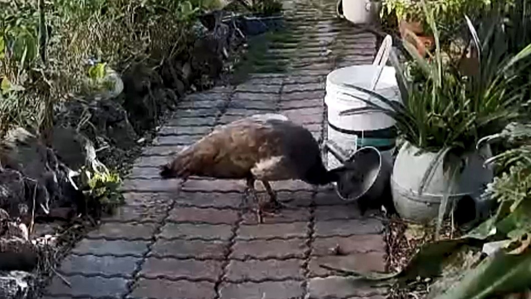 圖/小茉莉民宿提供