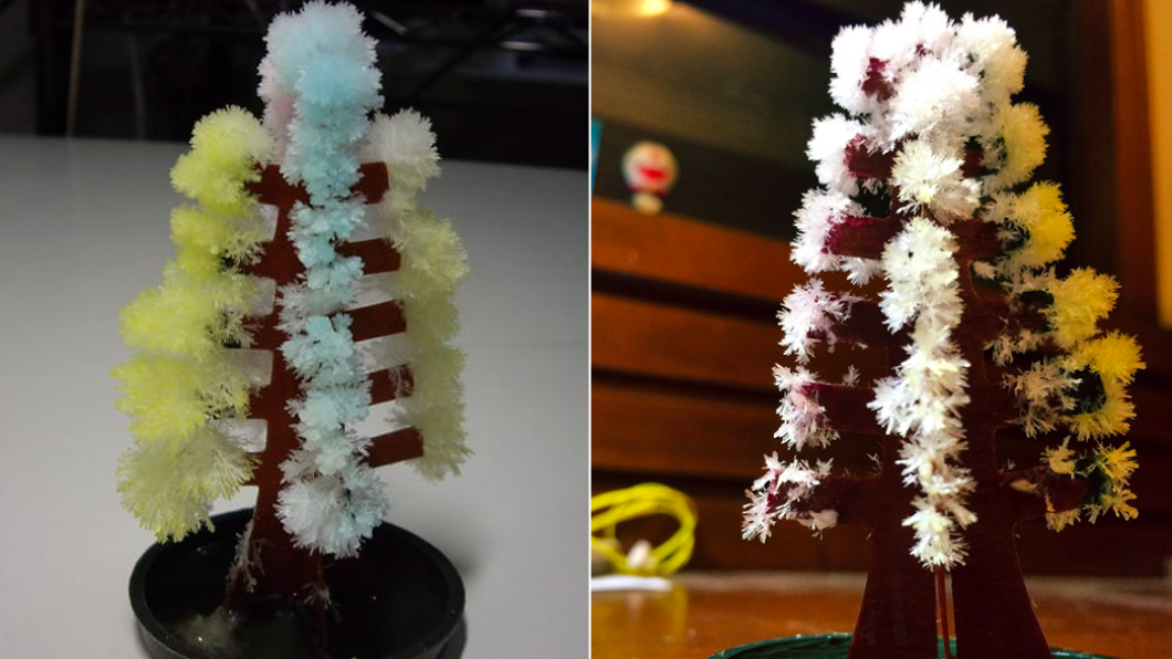 網友笑稱白華就像是應景的開花聖誕樹。(圖/翻攝自爆廢公社)