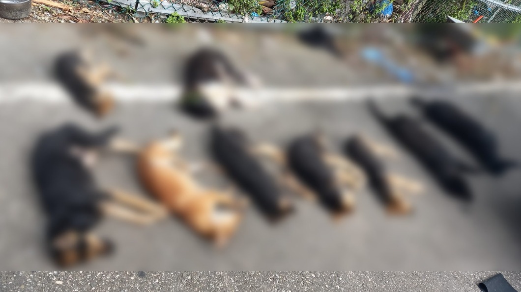 花蓮大規模毒狗!8死犬檢出殺蟲劑 涉動保法最重罰則