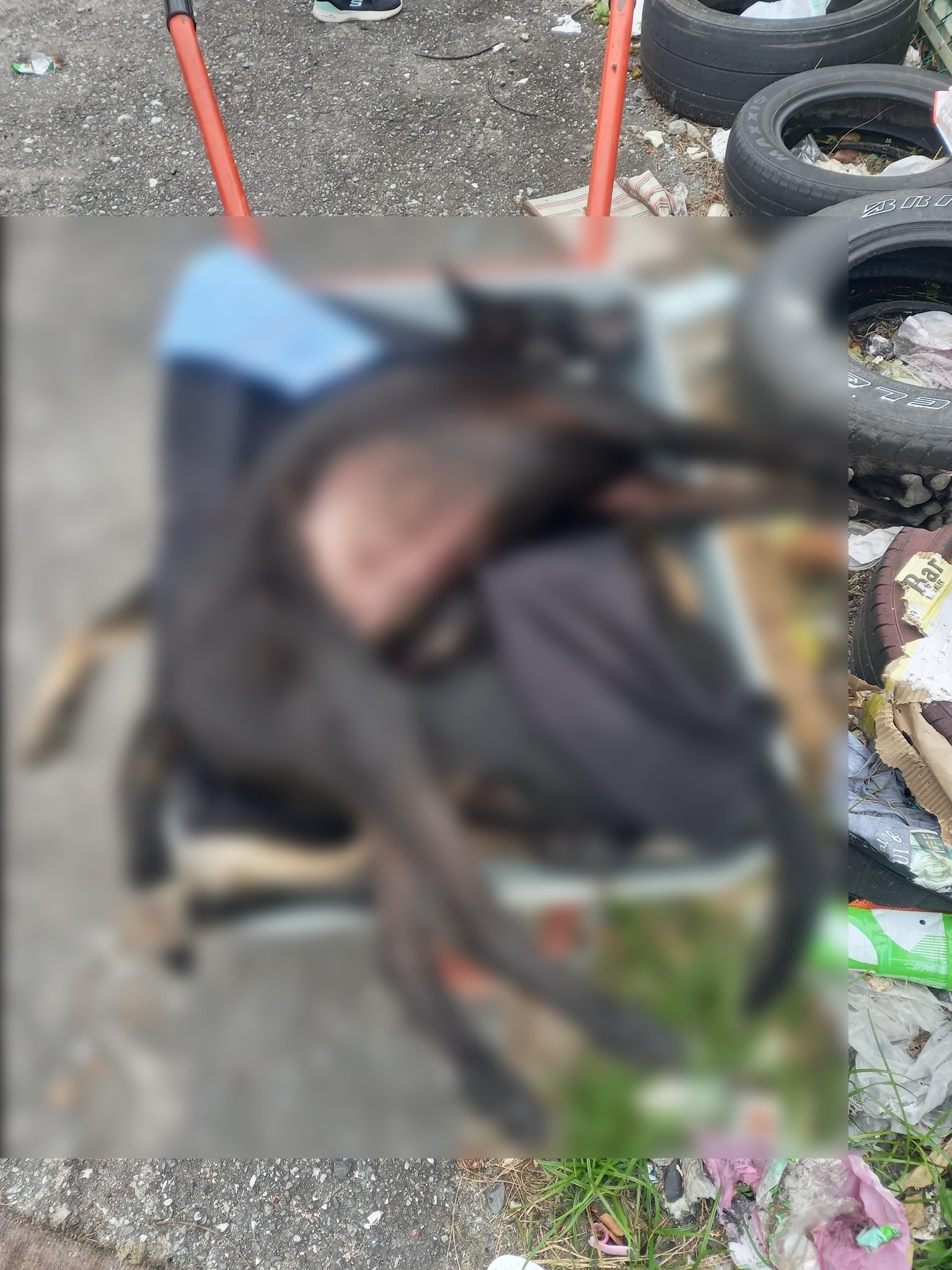 花蓮新城鄉14隻狗疑遭毒殺死亡。(圖/翻攝自動保志工林小姐臉書)
