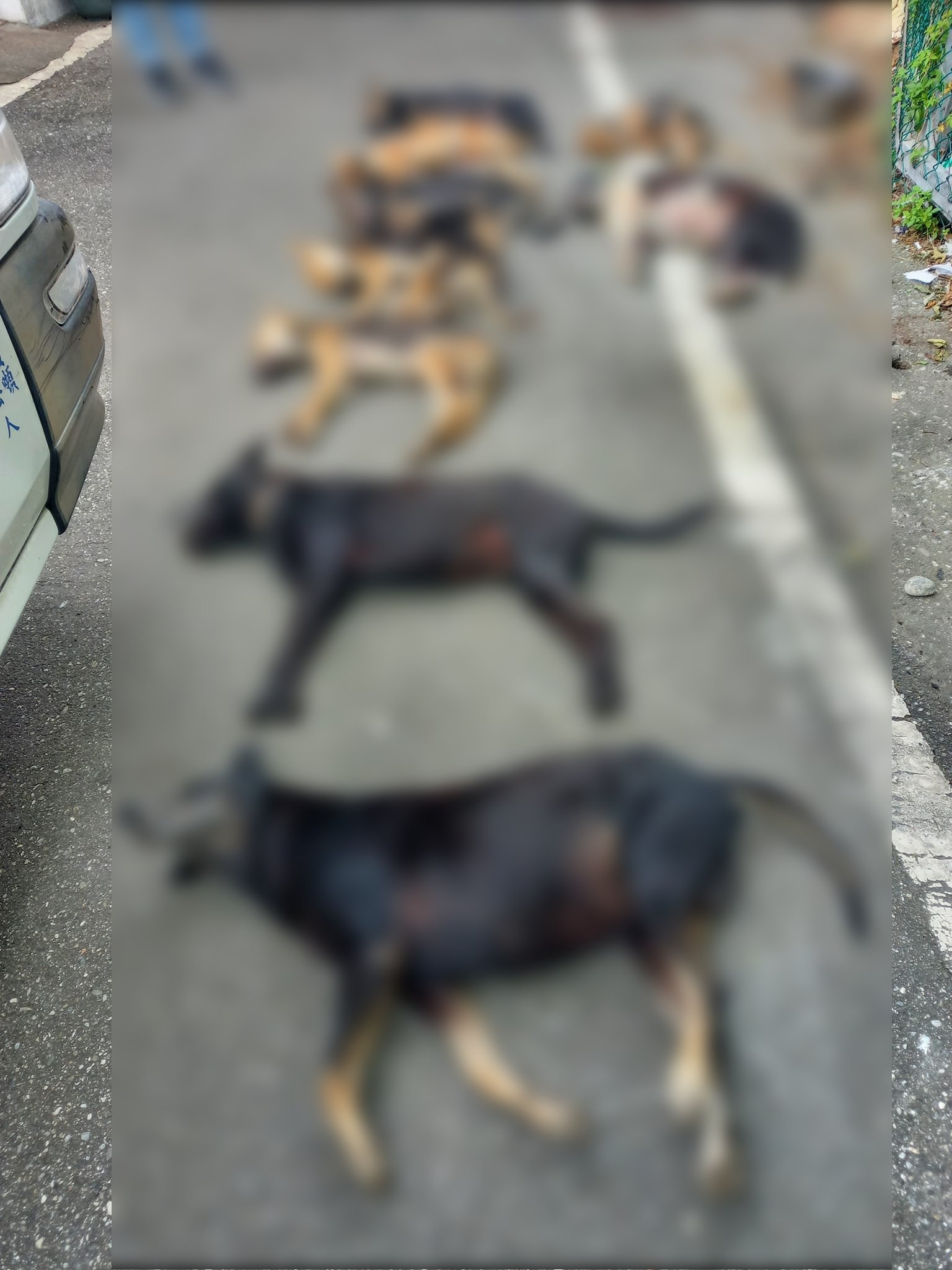 花蓮新城鄉14隻狗疑遭毒殺死亡。(圖/翻攝自動保志工林小姐臉書)
