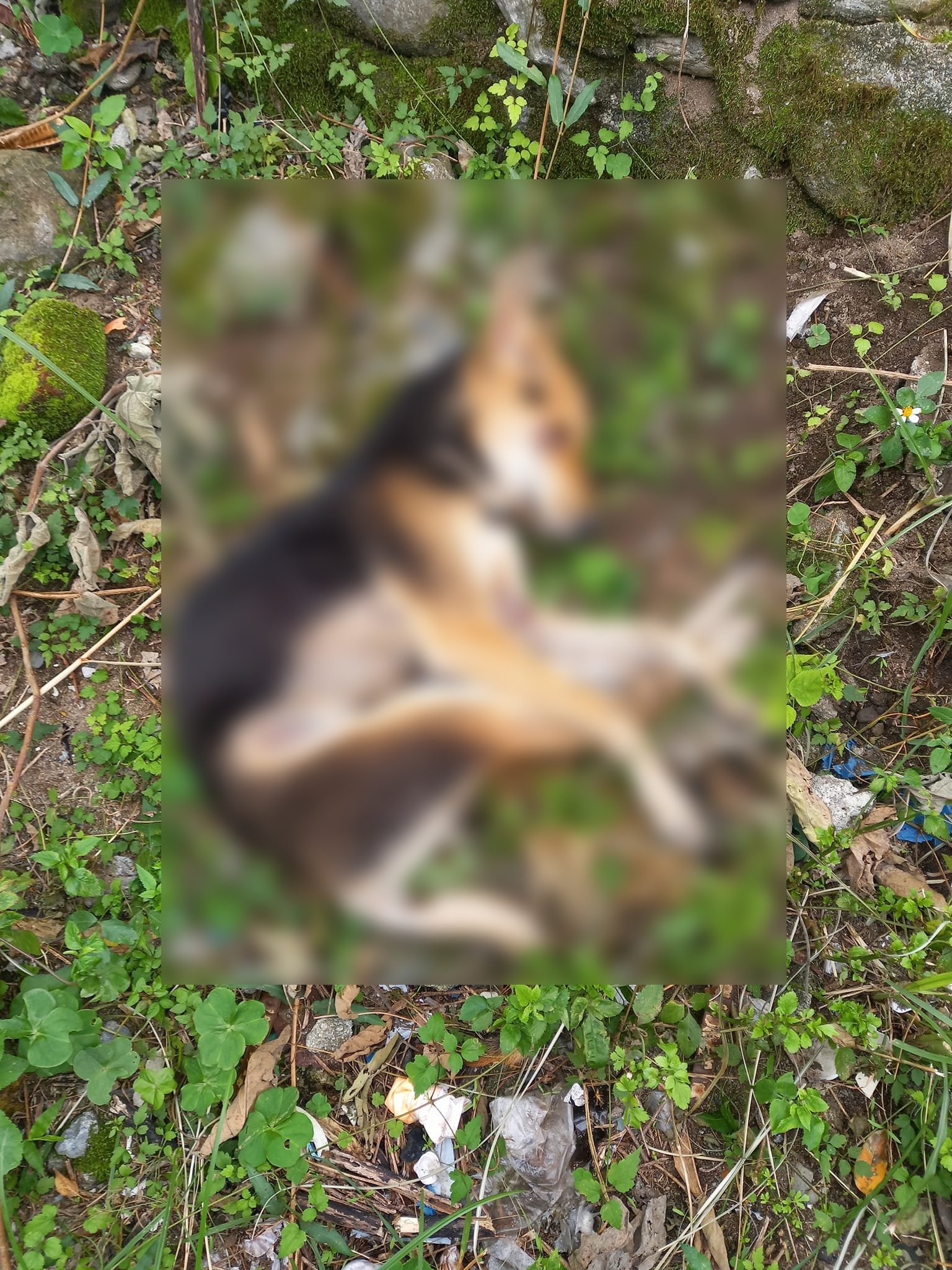 花蓮新城鄉14隻狗疑遭毒殺死亡。(圖/翻攝自動保志工林小姐臉書)