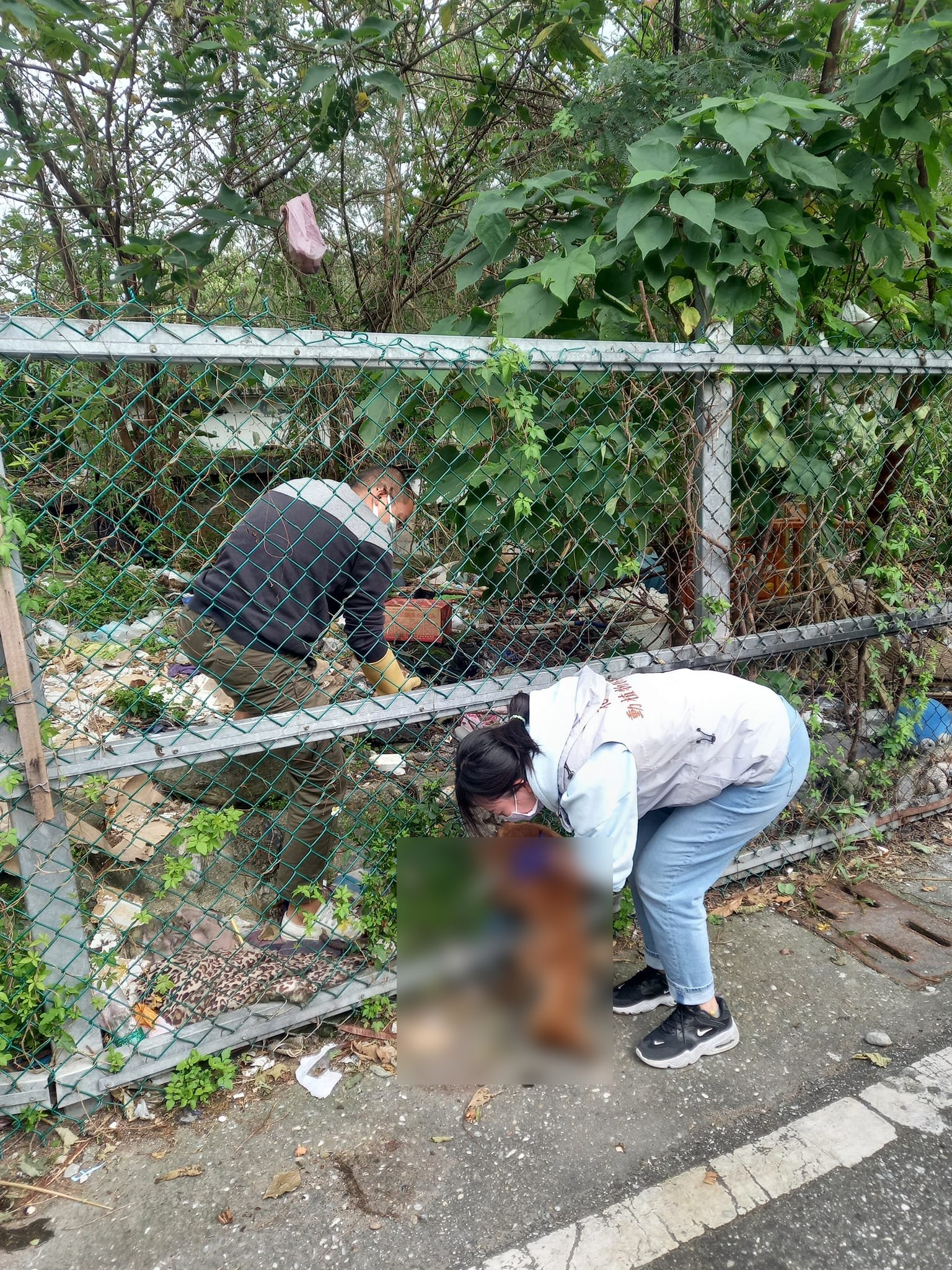 花蓮新城鄉14隻狗疑遭毒殺死亡。(圖/翻攝自動保志工林小姐臉書)