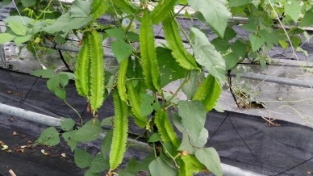 「超稀有」蔬菜口感絕妙!老饕一見狂讚:豆中之王