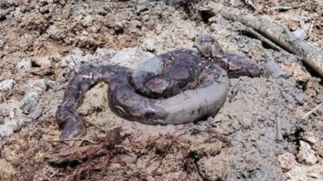 慎入!工地挖到2巨蟒 「這條250公斤」全場嚇傻