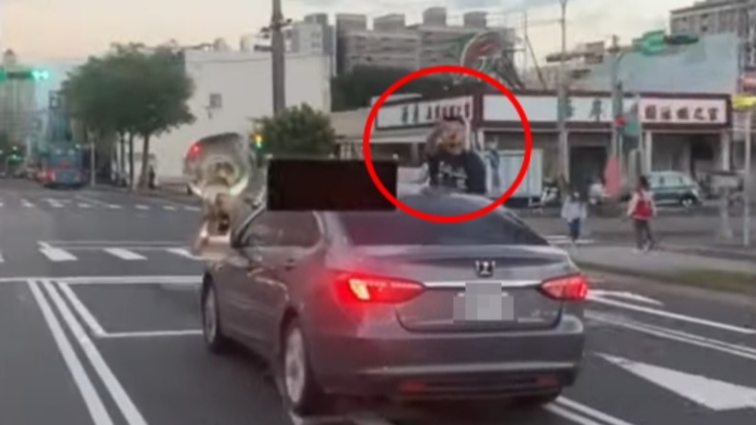 副駕駛不滿被按喇叭掛出車窗狂罵。（圖／翻攝自爆料公社）