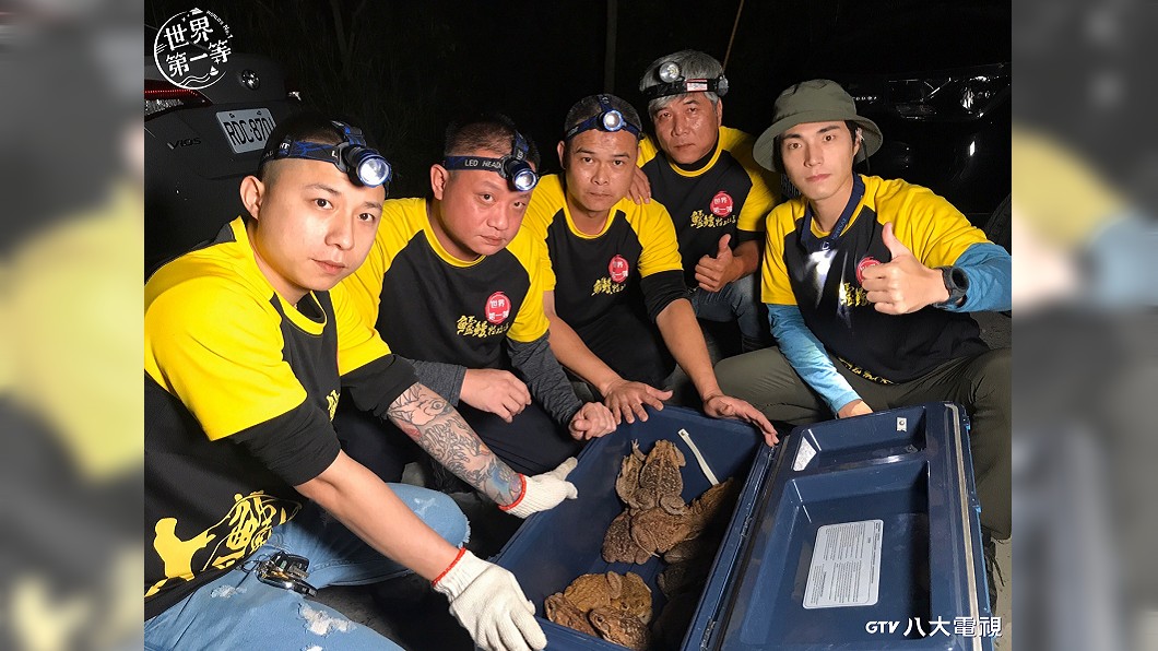 短短20分鐘就捕獲數十隻海蟾蜍。（圖／八大提供）