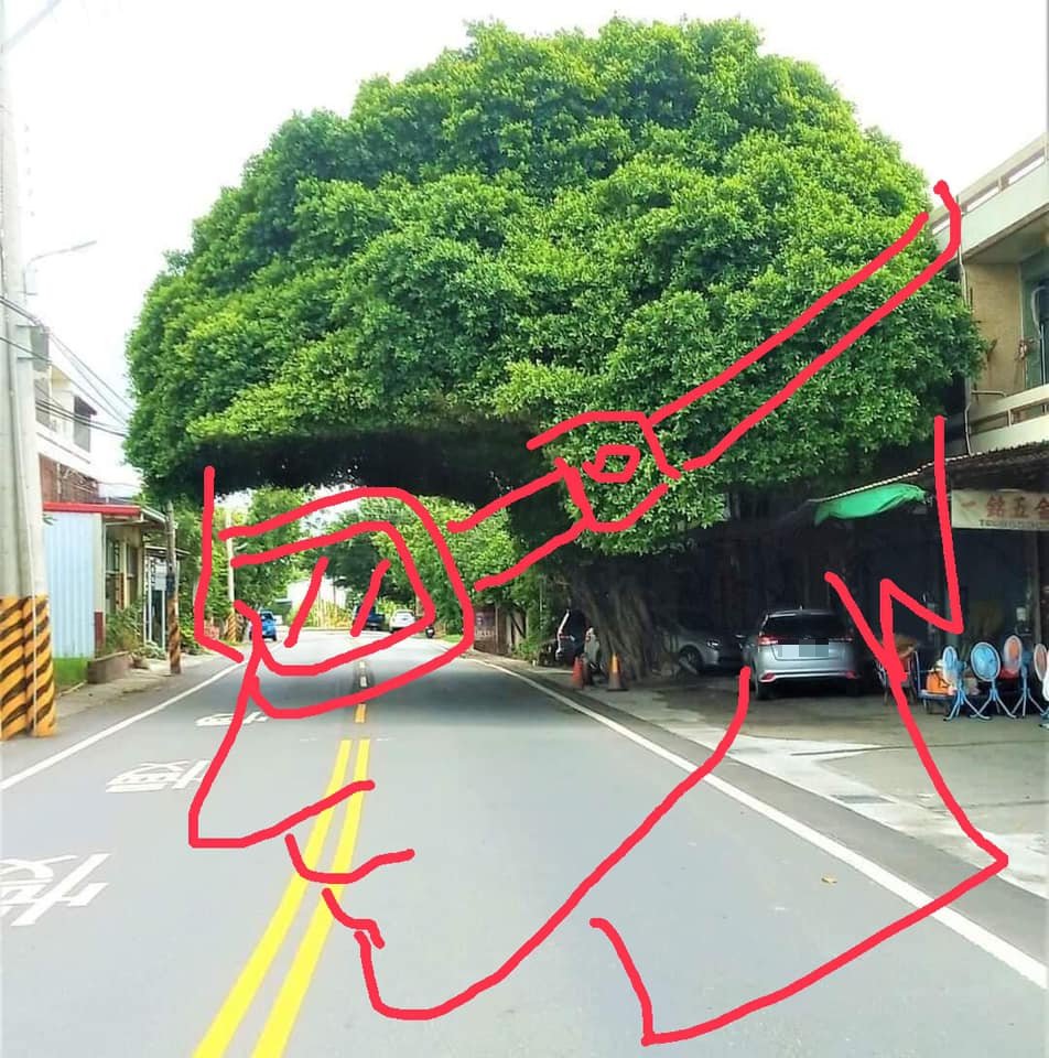 彰化埔鹽員鹿路出現「安全帽樹」,有網友自行P圖成有人戴上安全帽的畫面。(圖/翻攝自「爆廢公社」臉書)