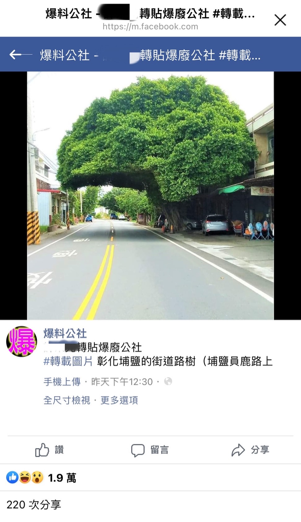 彰化埔鹽員鹿路出現「安全帽樹」。(圖/翻攝自「爆廢公社」臉書)