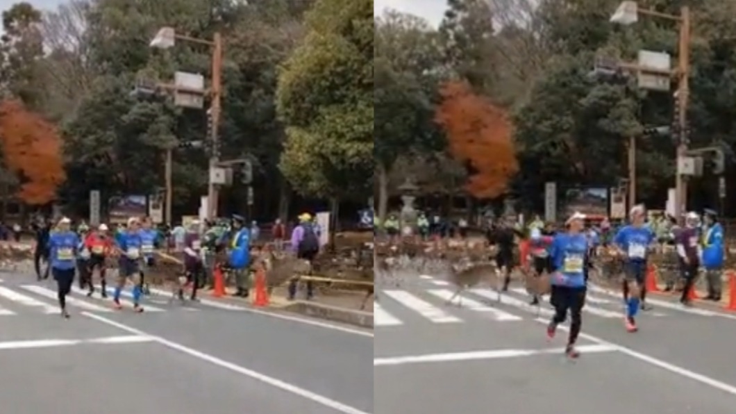 奈良鹿亂入馬拉松!撞歪跑者 網友笑稱:借過一下