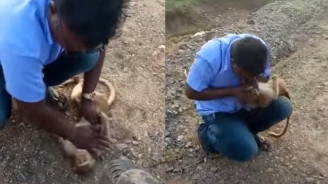 猴子遭狗咬重傷!印度好心男幫人工呼吸救命 網大讚英雄