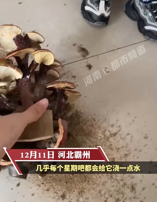 業者誆騙說,這靈芝養了之後可以吃。(圖/翻攝自都市頻道微博)