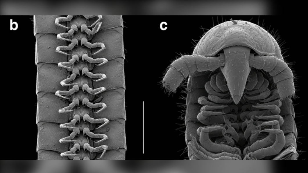 左為Eumillipes persephone足部,右為頭部。(圖/翻攝自Scientific Reports 網站)