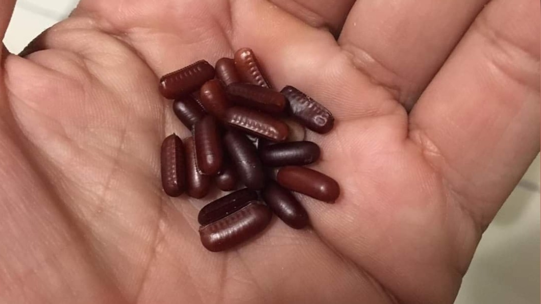 女兒挖出「一把紅豆」煮湯 內行崩潰:手上有千隻小強