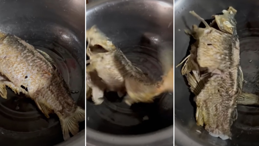 魚肉好吃嗎?牠煎熟變殭屍跳2分鐘 驚悚猛甩折斷尾