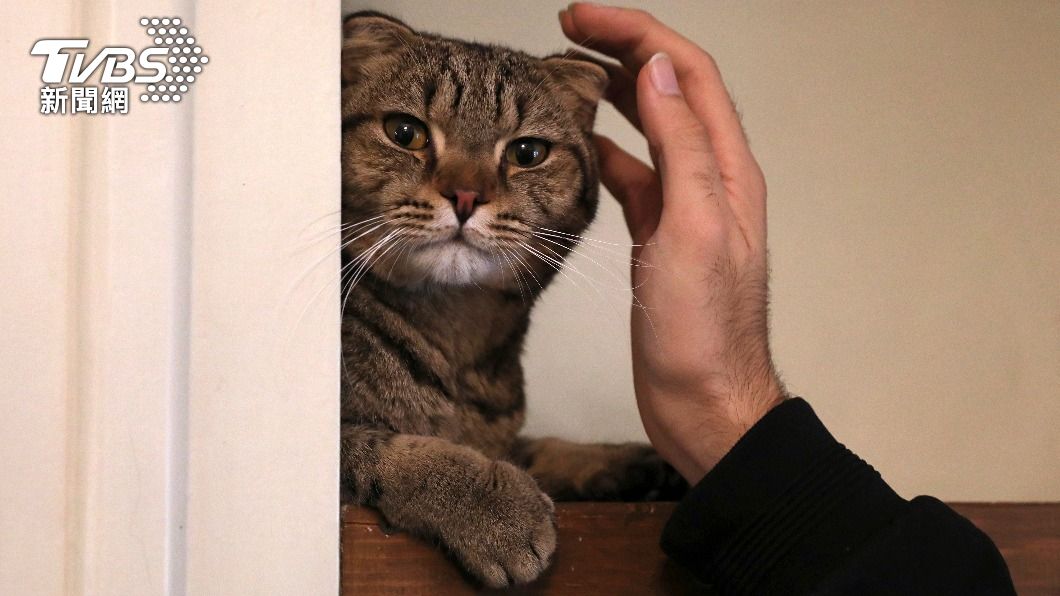 貓狗是危險動物!伊朗擬立法禁止飼養 民眾怒轟哪危險