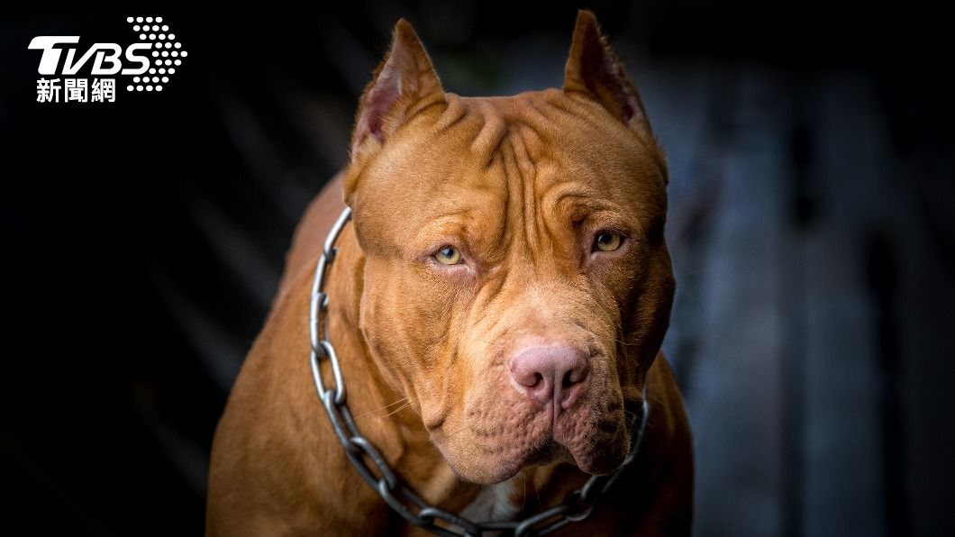 比特犬渾身肌肉發達,咬合力達86公斤,咬住目標往往不會鬆口。(示意圖/shutterstock 達志影像)