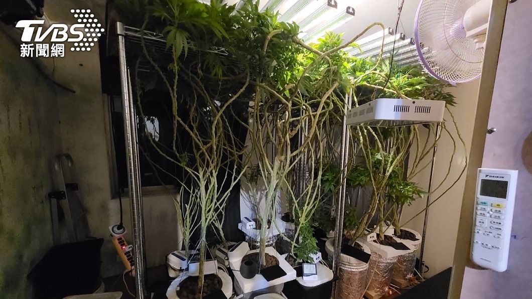 黑布遮窗建溫室種大麻186株 男子被逮辯稱自用