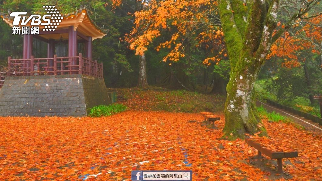 好一個風雨摧殘!阿里山驚現「楓葉地毯」 網跪求先別掃