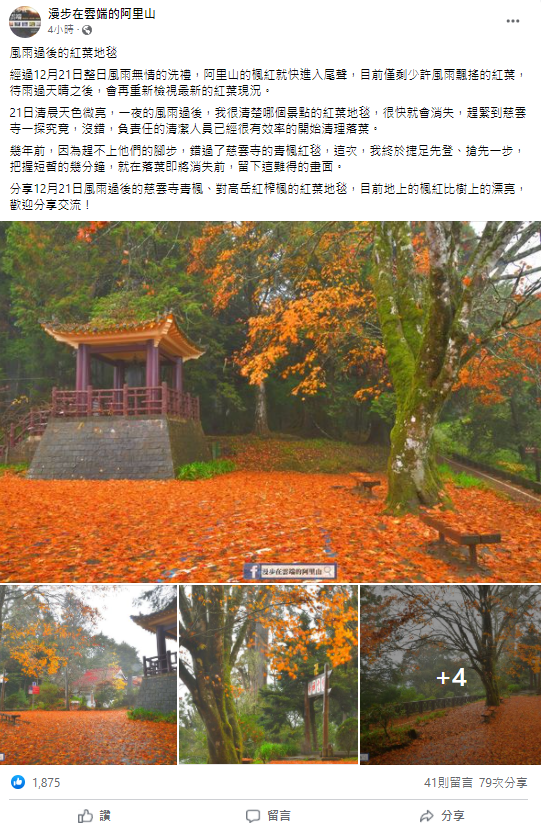 經過風雨摧殘,阿里山慈雲寺出現「楓葉地毯」。(圖/翻攝自「漫步在雲端的阿里山」臉書)