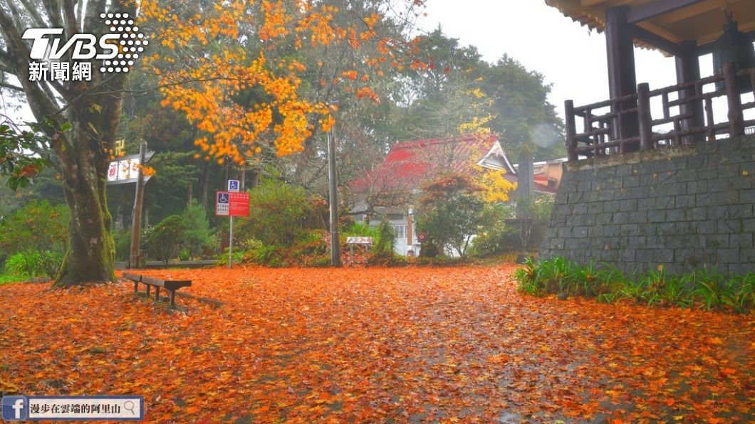 經過風雨摧殘,阿里山慈雲寺出現「楓葉地毯」。(圖/黃源明提供)