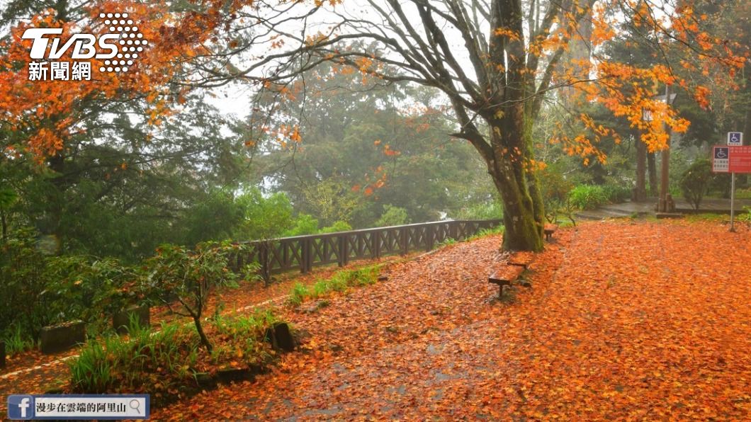 經過風雨摧殘,阿里山慈雲寺出現「楓葉地毯」。(圖/黃源明提供)