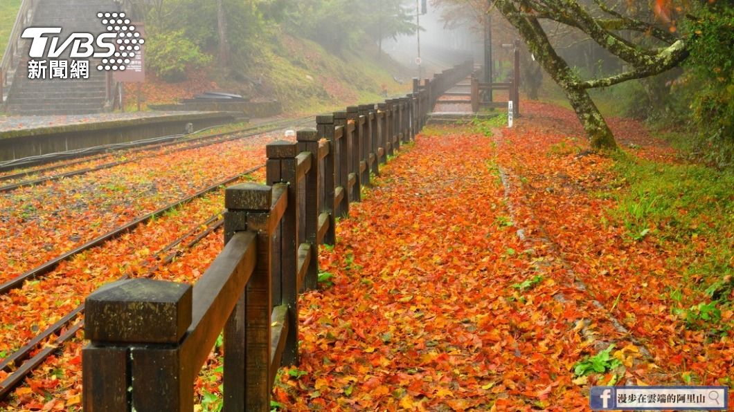 經過風雨摧殘,阿里山慈雲寺出現「楓葉地毯」。(圖/黃源明提供)