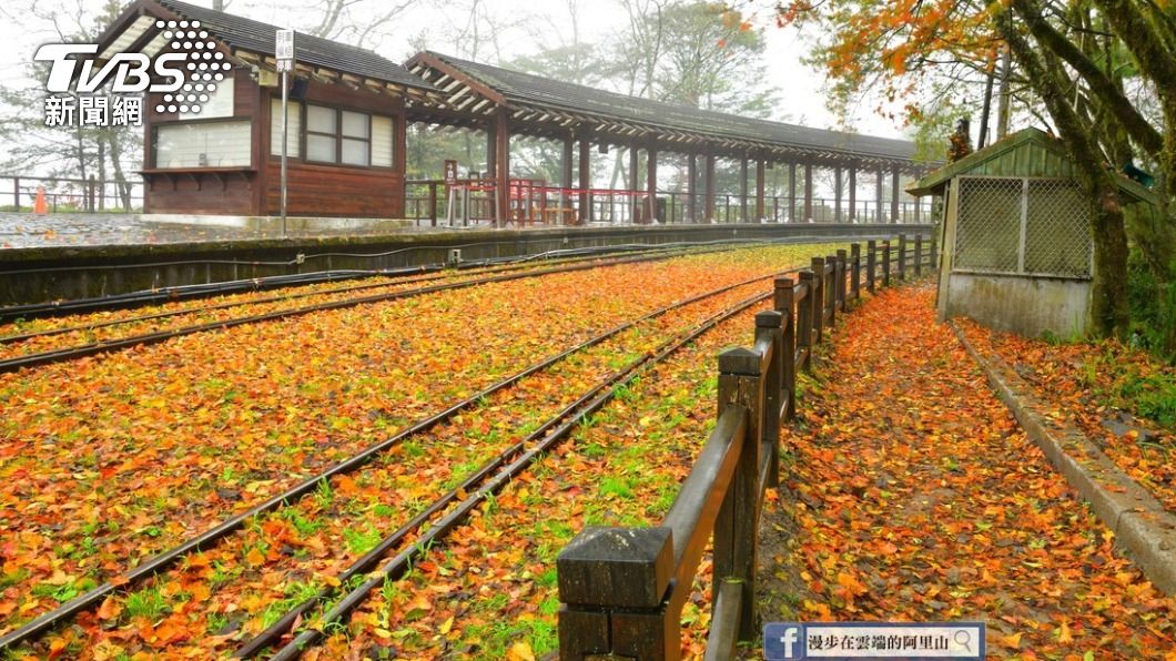 經過風雨摧殘,阿里山慈雲寺出現「楓葉地毯」。(圖/黃源明提供)